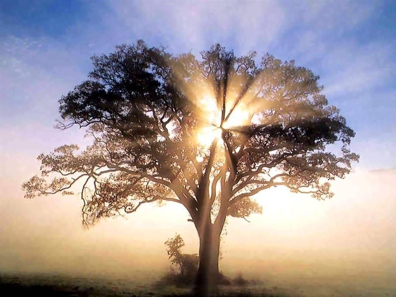 large tree with sun shining through the branches